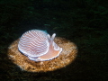   Spotlight stripped nudibranch  